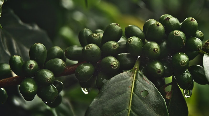 European import restrictions loom over Peruvian coffee