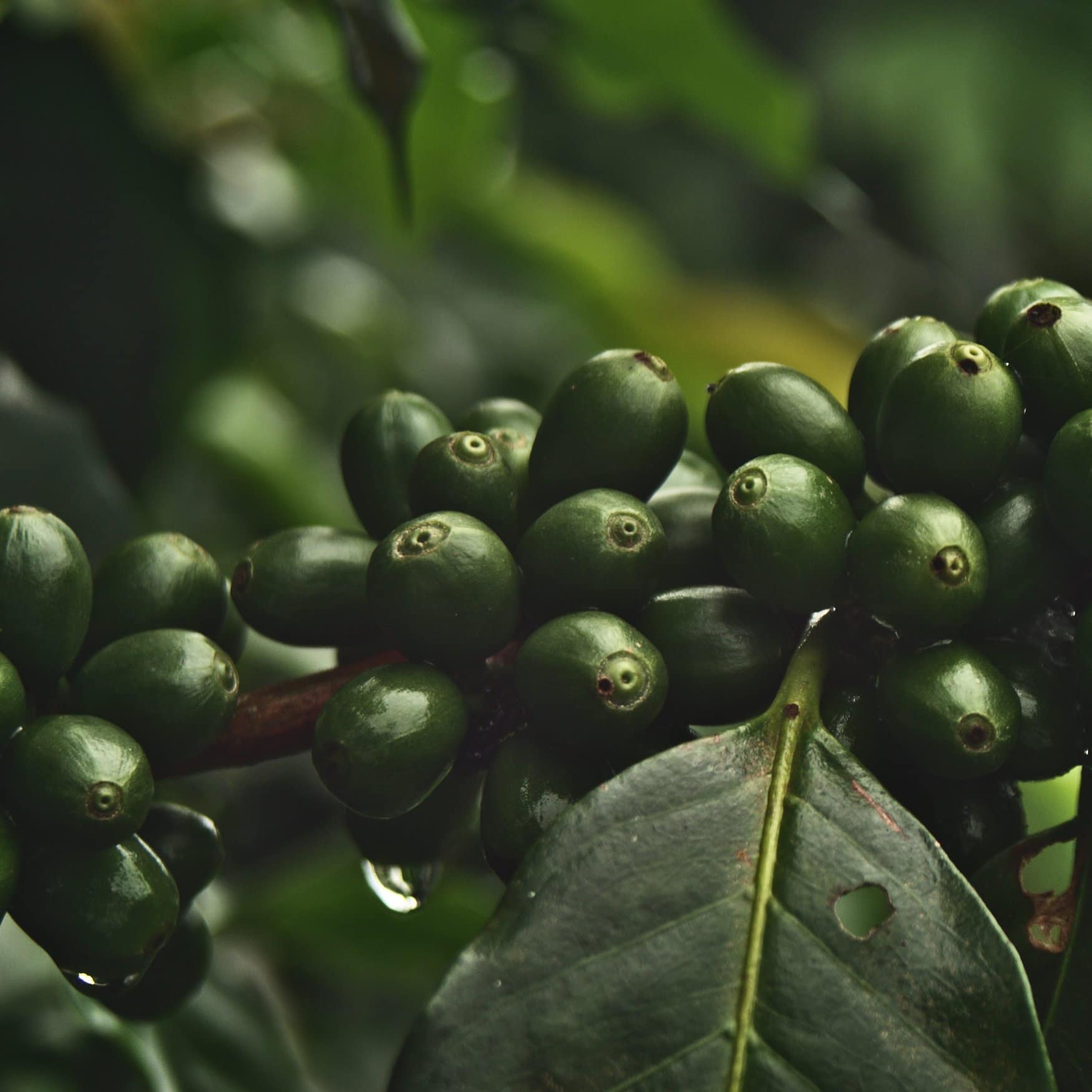 European import restrictions loom over Peruvian coffee