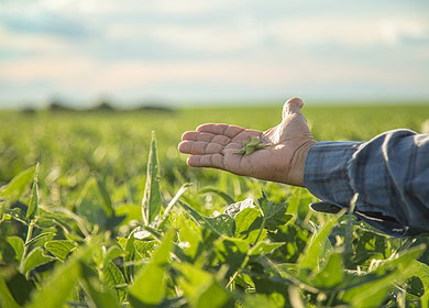 Pakistan plans to advance local soybean production