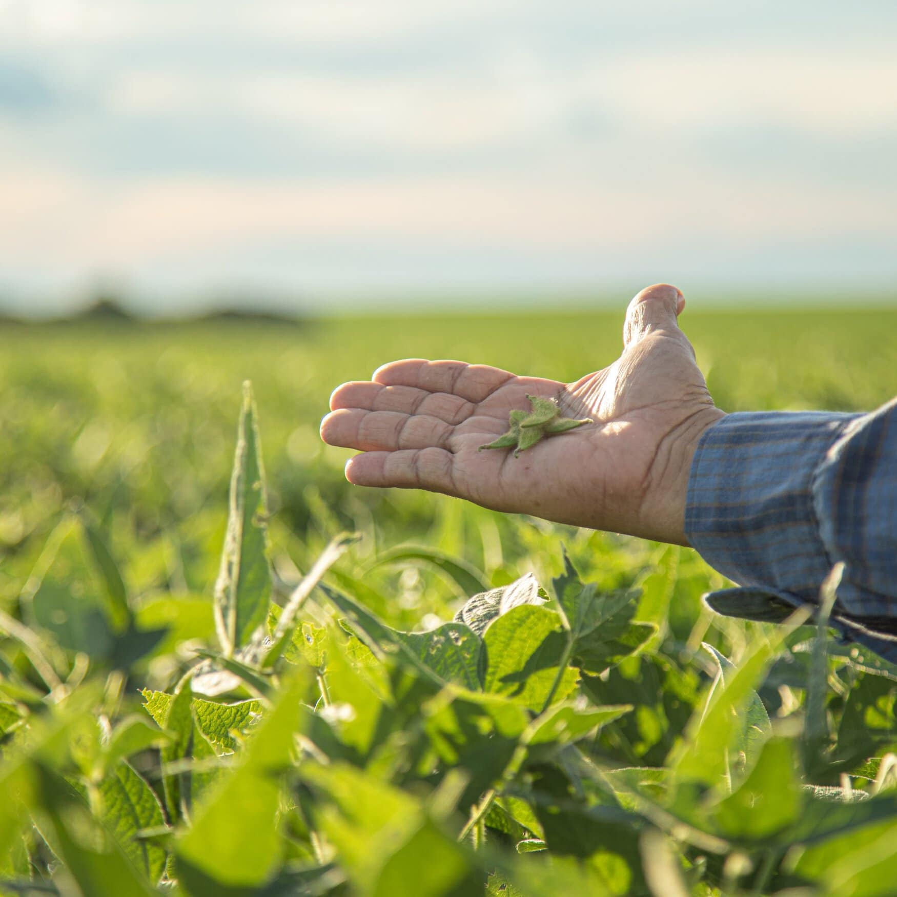 Pakistan plans to advance local soybean production