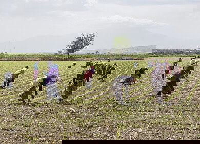 Turkish farmers grapple with surging debt as input costs rise