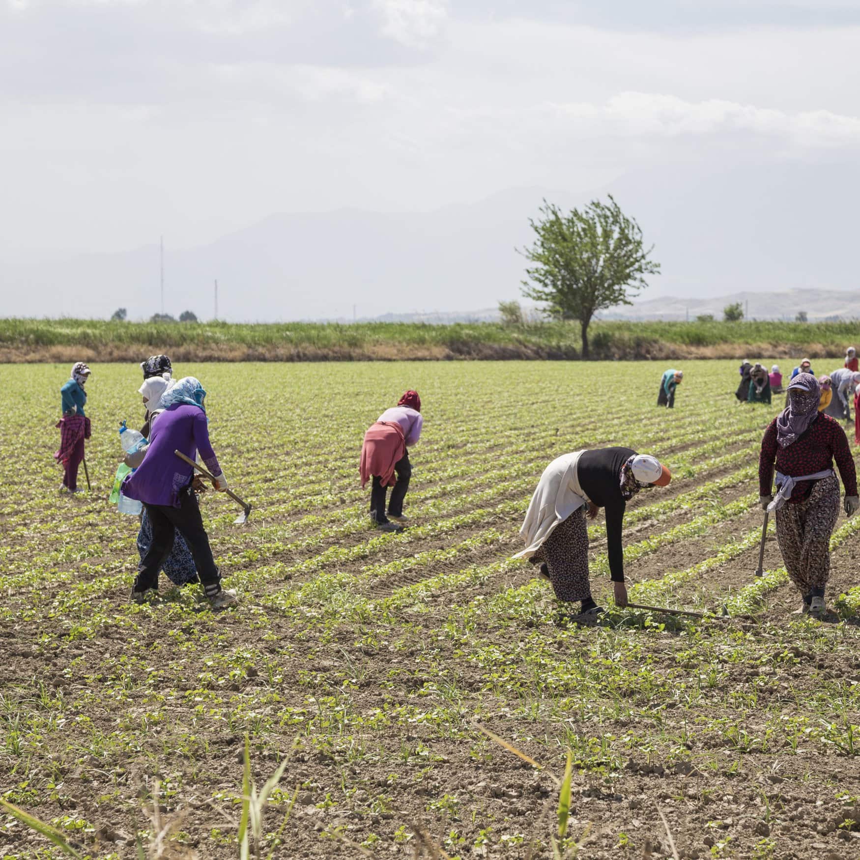 Turkish farmers grapple with surging debt as input costs rise
