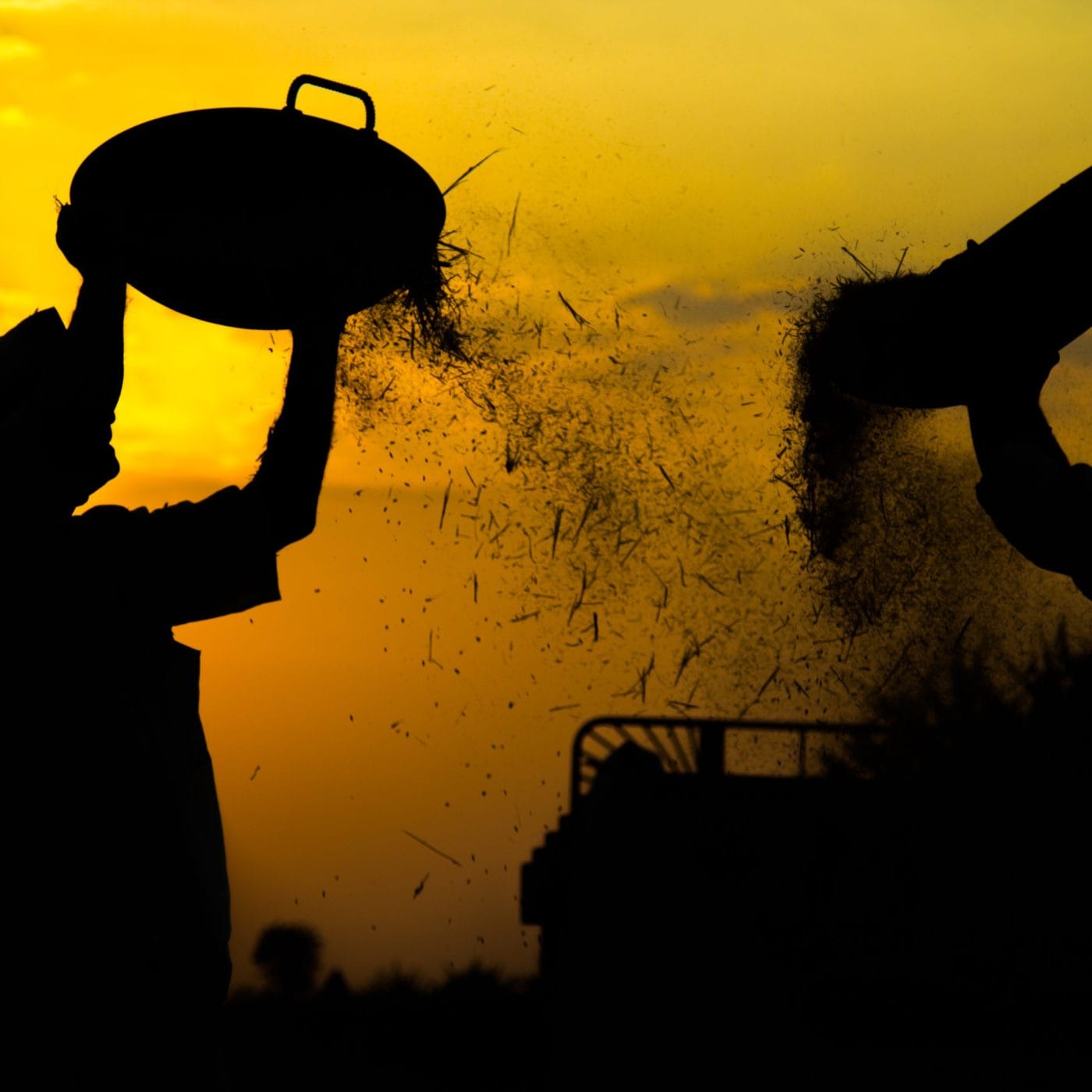 Indian farmers continue to push for guaranteed crop prices