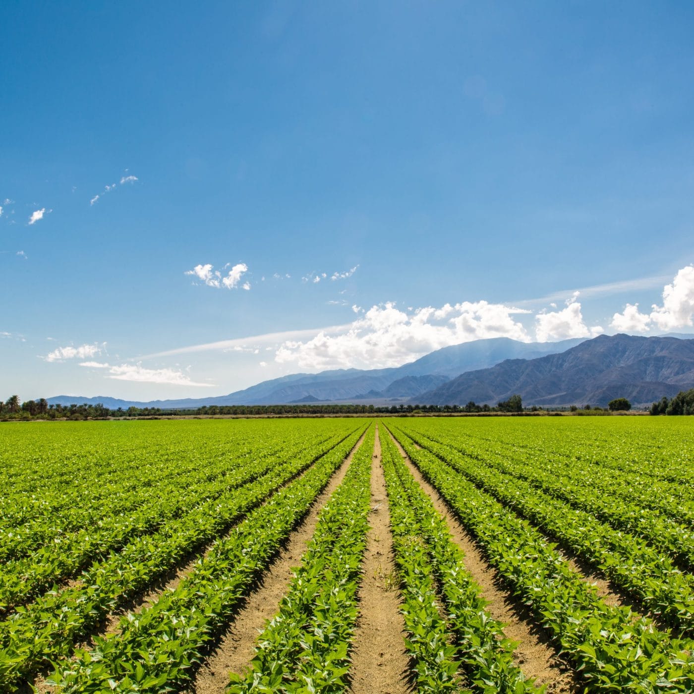 BiOWiSH says its fertilizer enhancer is enjoying global success