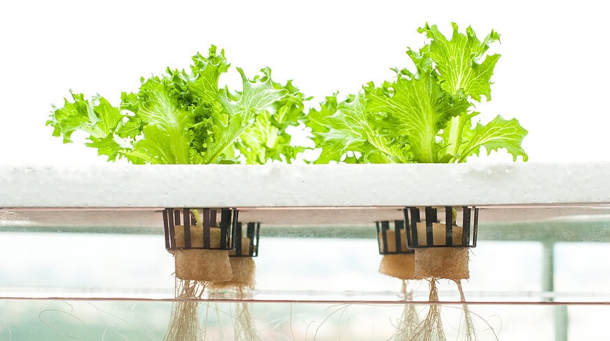 Japanese researchers unveil plasma-powered disinfection for hydroponic plants