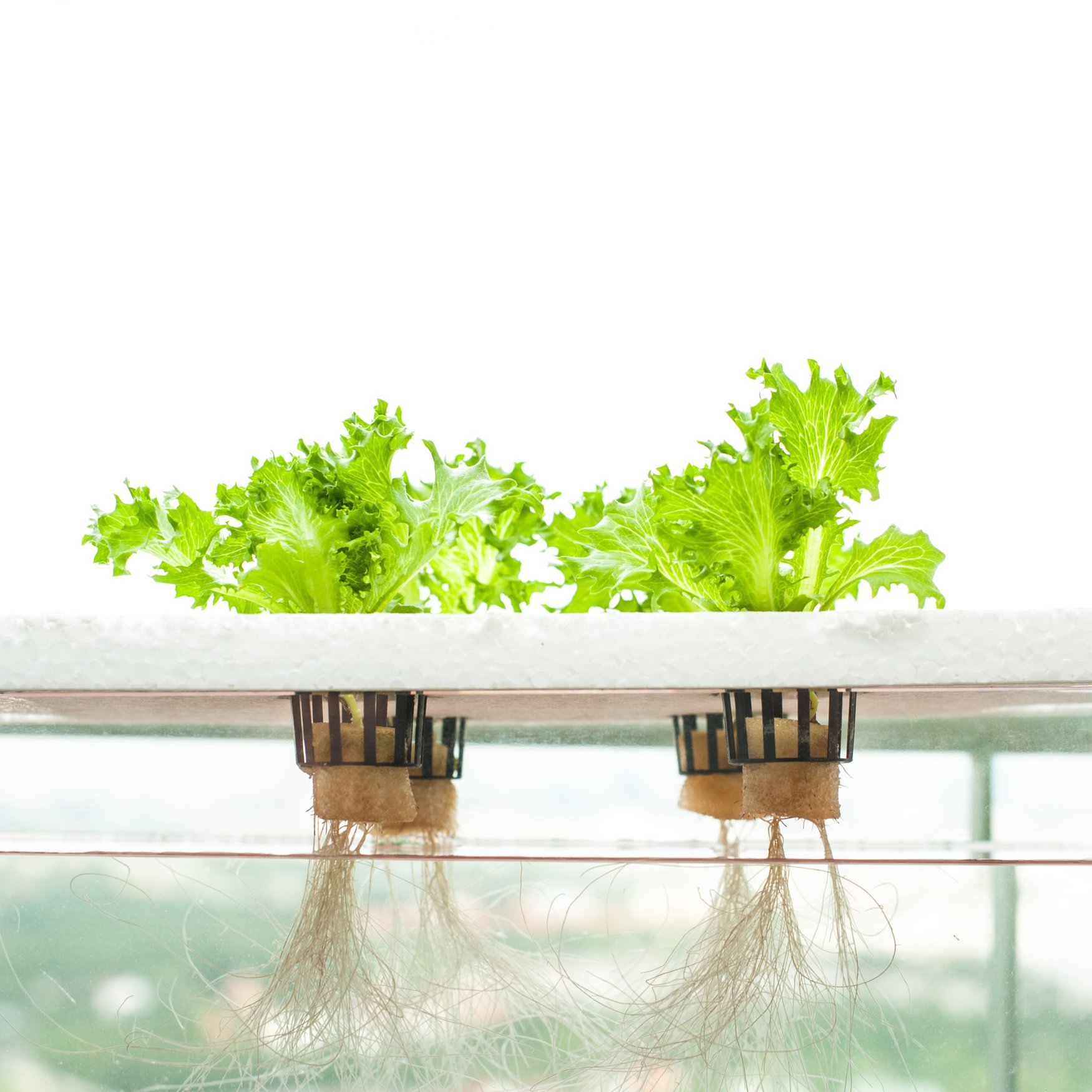 Japanese researchers unveil plasma-powered disinfection for hydroponic plants
