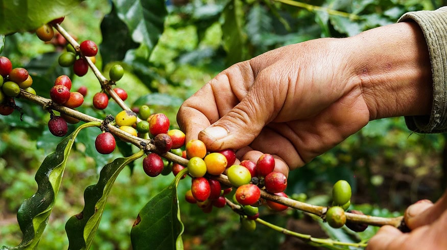 Harsh dry season sours harvest prospects for Java coffee farmers