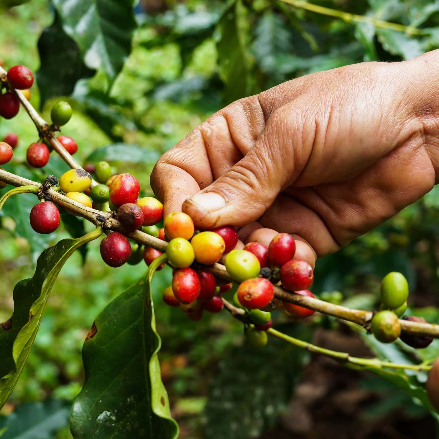Harsh dry season sours harvest prospects for Java coffee farmers