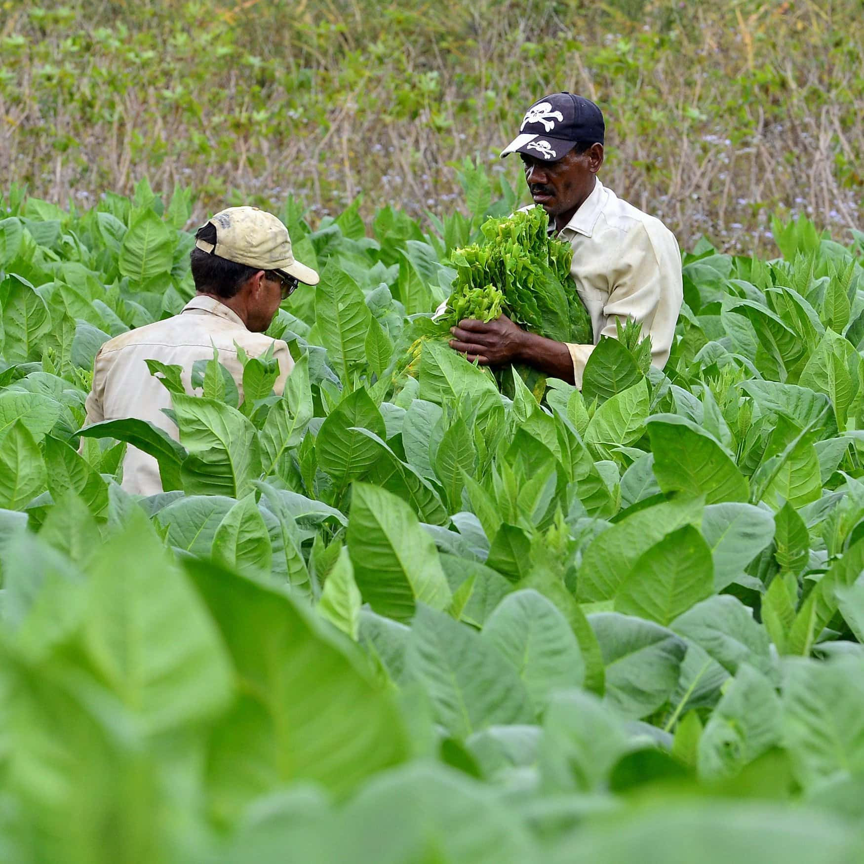 FCTC ratification: a threat to Pakistan’s tobacco economy?