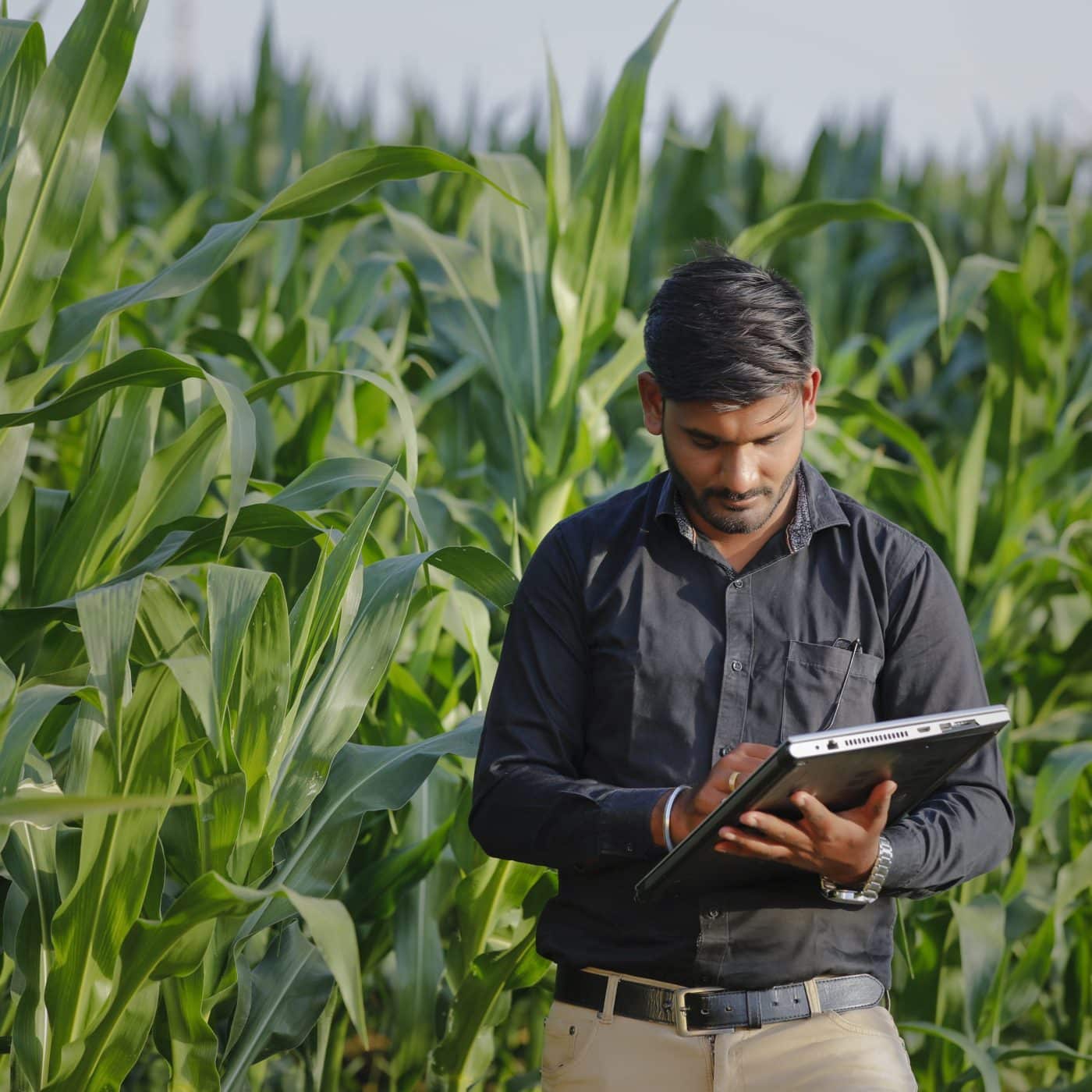 India to cut fertilizer subsidy by 13%