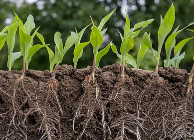 Microbes can be a sustainable alternative to chemical fertilizers – MIT study