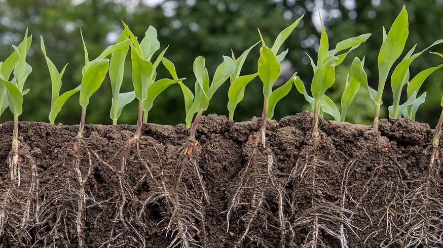 Microbes can be a sustainable alternative to chemical fertilizers – MIT study