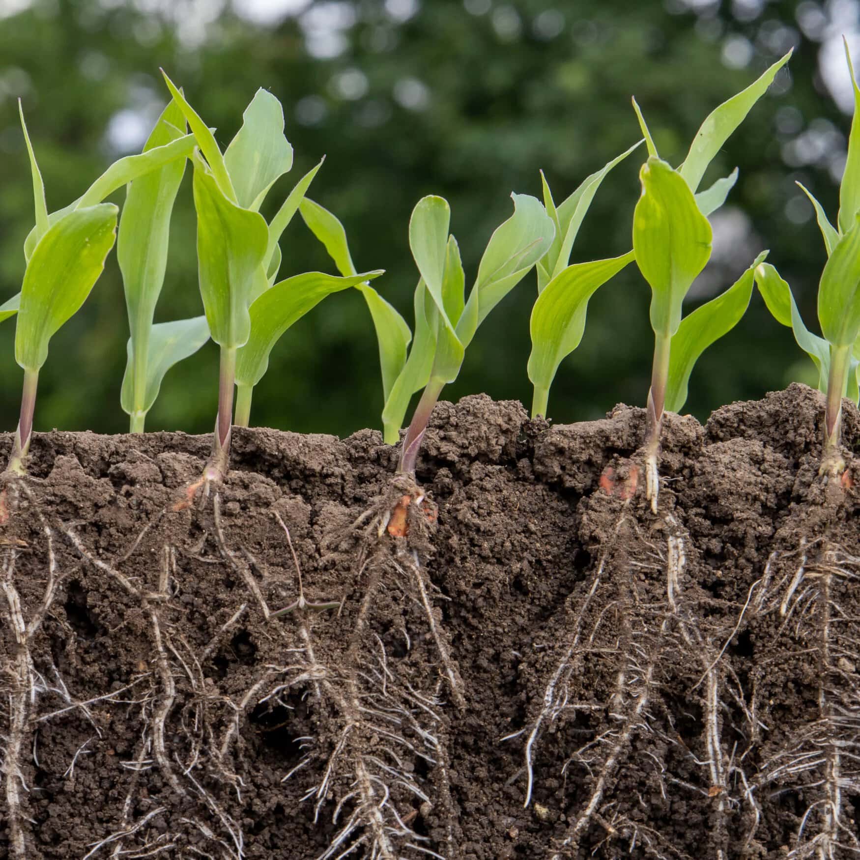 Microbes can be a sustainable alternative to chemical fertilizers – MIT study
