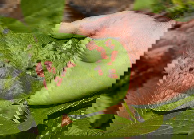 Vestaron receives EPA approval for new bioinsecticide