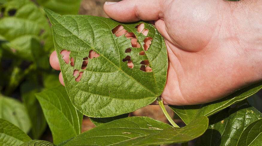 Vestaron receives EPA approval for new bioinsecticide