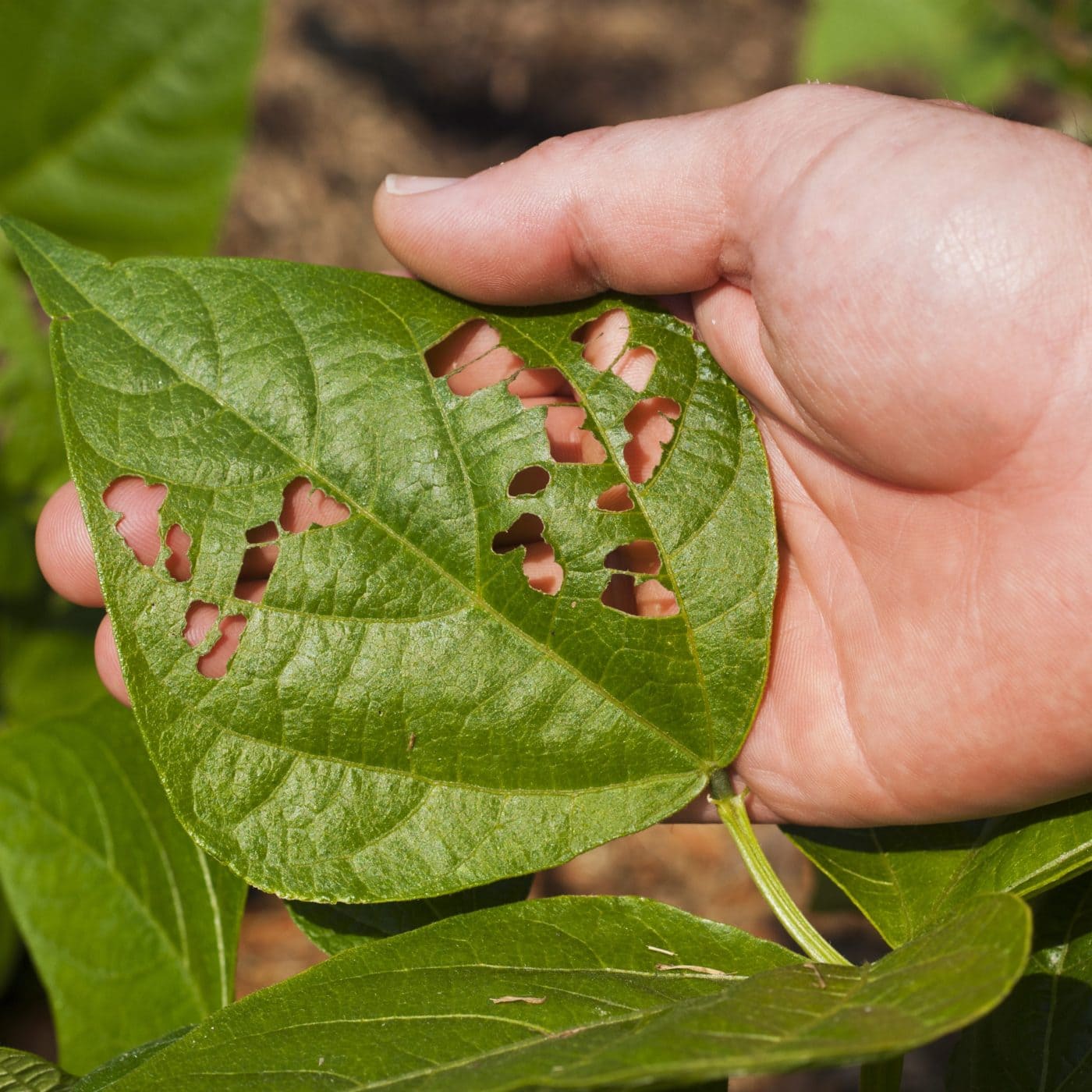 Vestaron receives EPA approval for new bioinsecticide