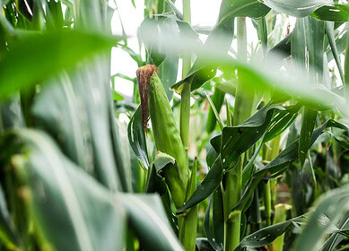 British International Investment to fund Indorama’s expansion in Nigeria