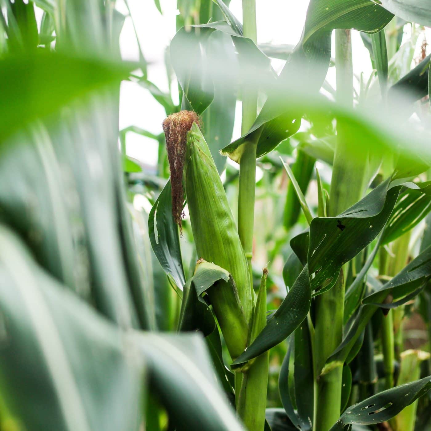 British International Investment to fund Indorama’s expansion in Nigeria