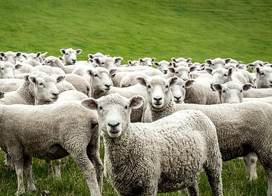 EcoWool Canada and Brock University test wool as sustainable soil enhancer