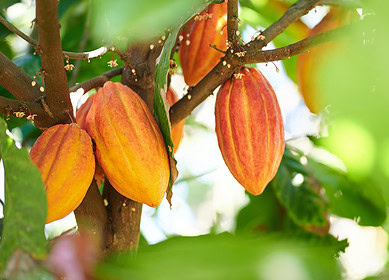 West Africa’s cocoa crisis drives chocolate prices higher