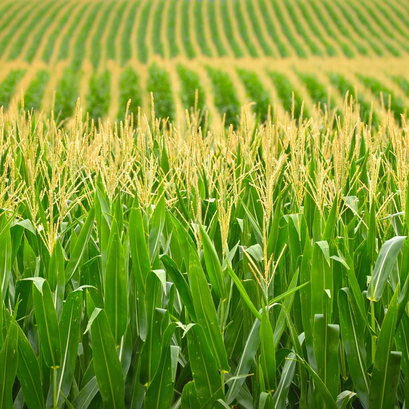 Nachurs Alpine Solutions launches new biostimulant line