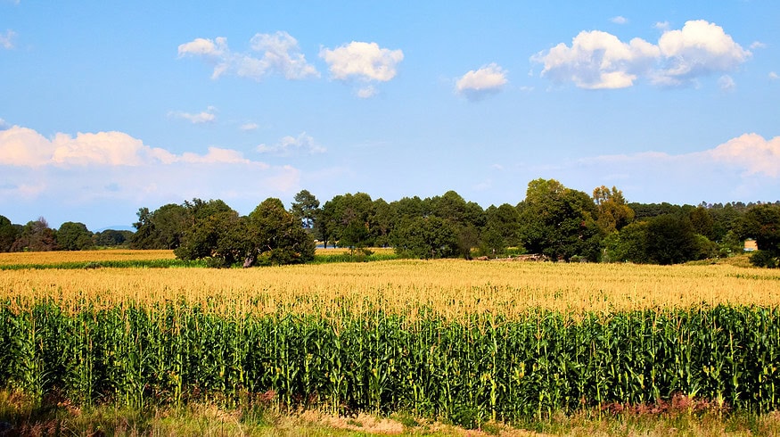 Mexico delays introduction of glyphosate ban
