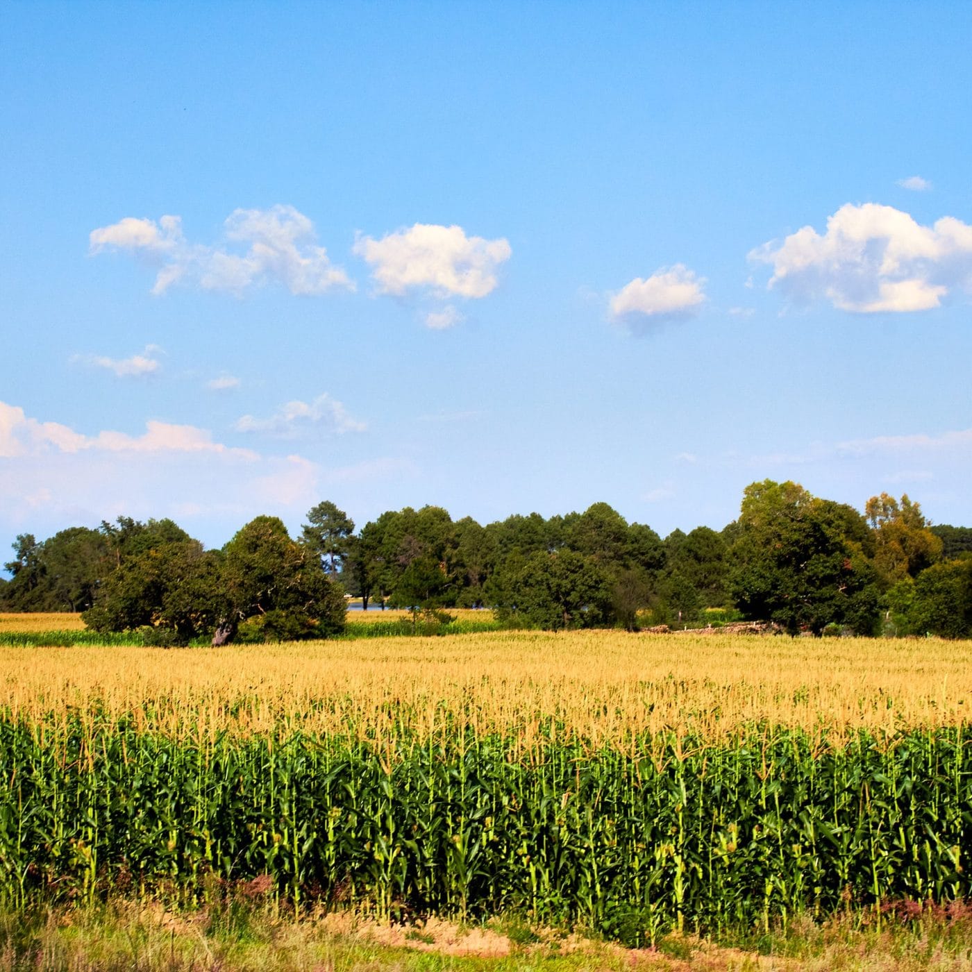 Mexico delays introduction of glyphosate ban