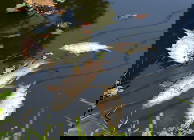 Iowa fertilizer spill kills at least 749,000 fish in East Nishnabotna River