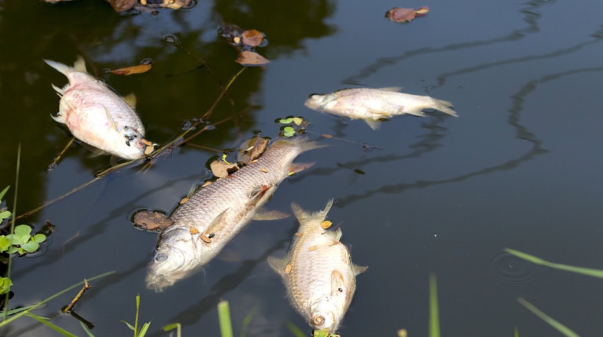 Iowa fertilizer spill kills at least 749,000 fish in East Nishnabotna River