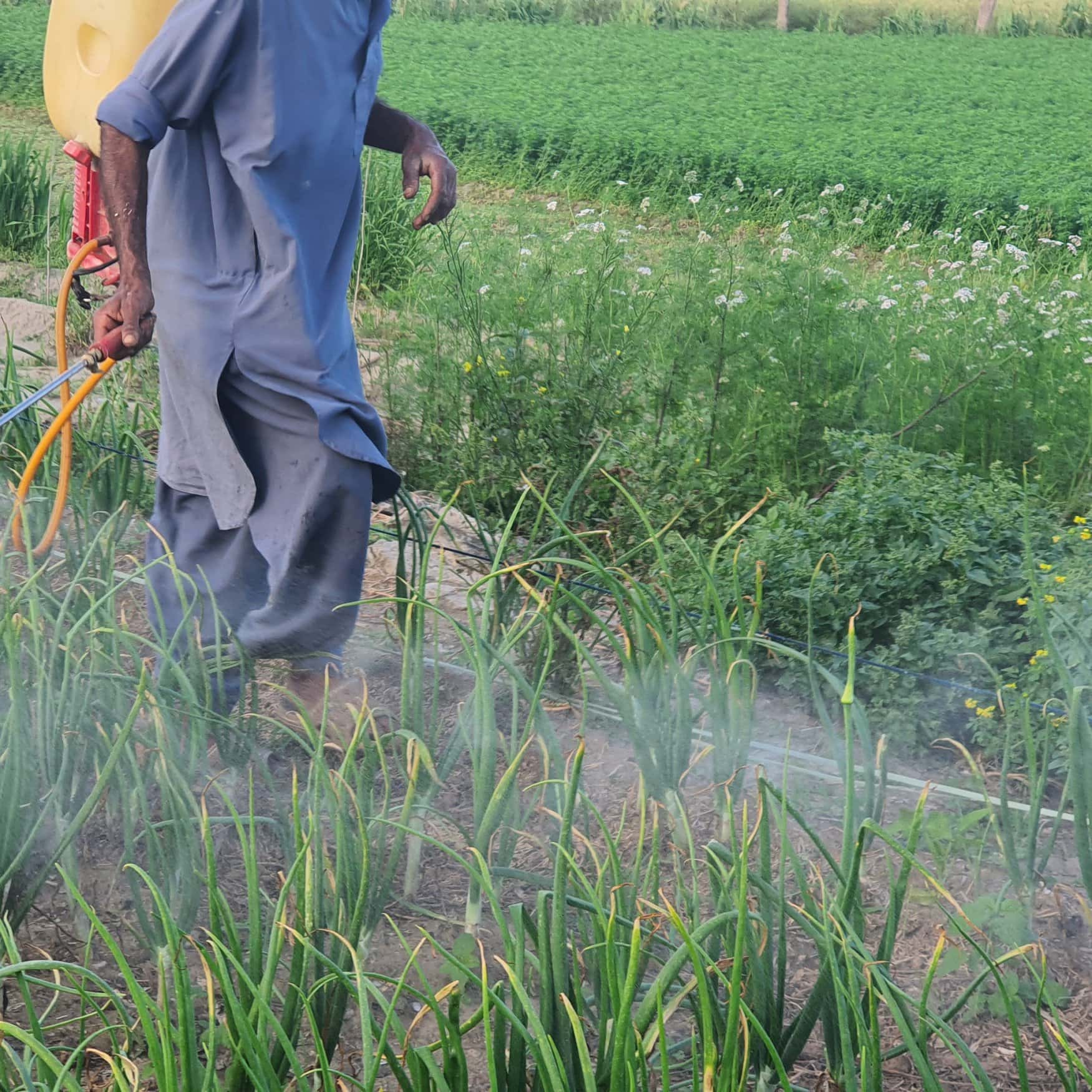 Pakistan’s fertilizer industry remains steady amid global volatility