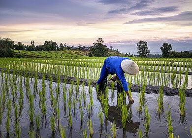 Tokyo researchers uncover key to efficient fertilizer use in rice