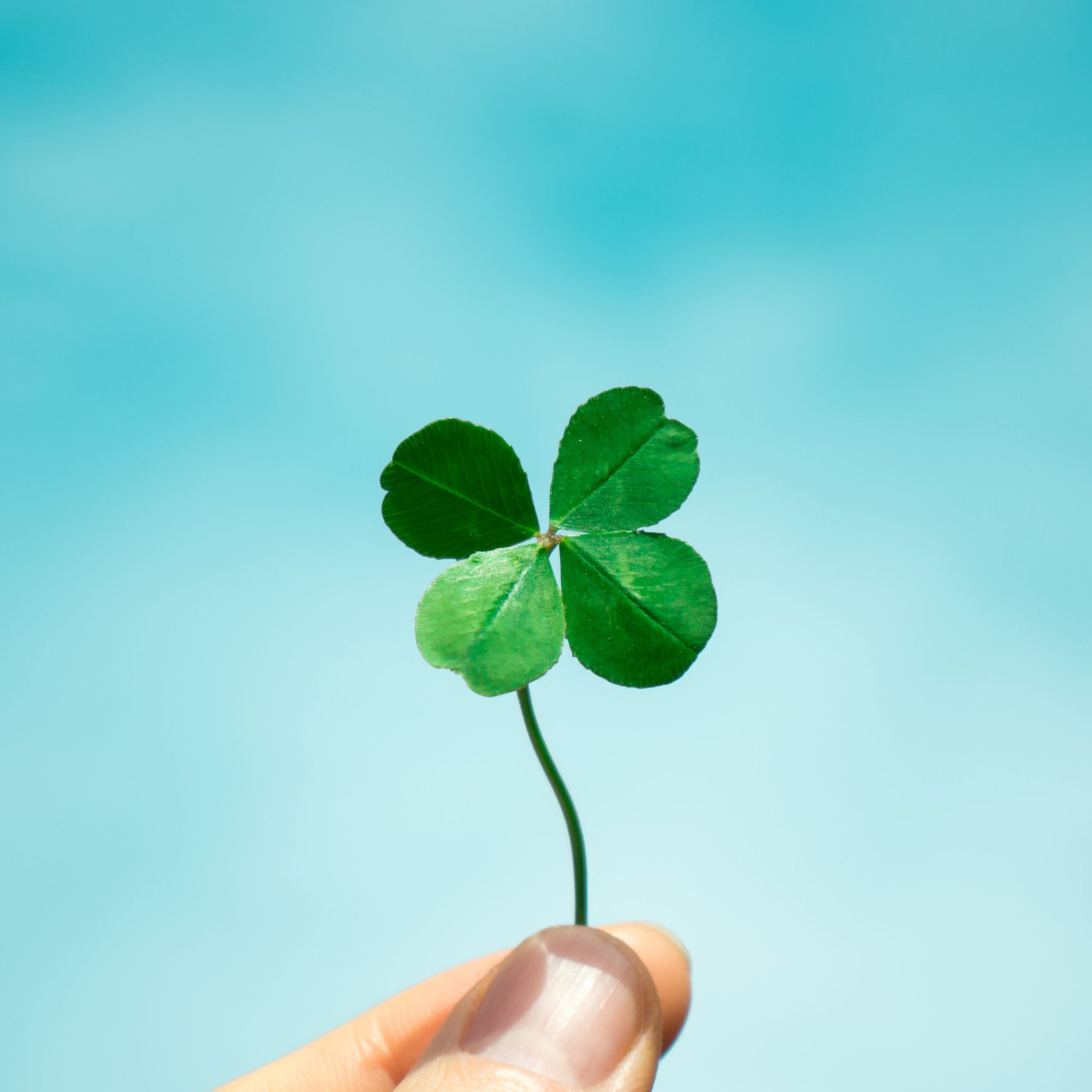 Miniclover gains popularity as lawn alternative