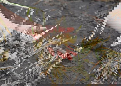 Nigeria allocates $1.2mn to aid ginger farmers amid blight epidemic