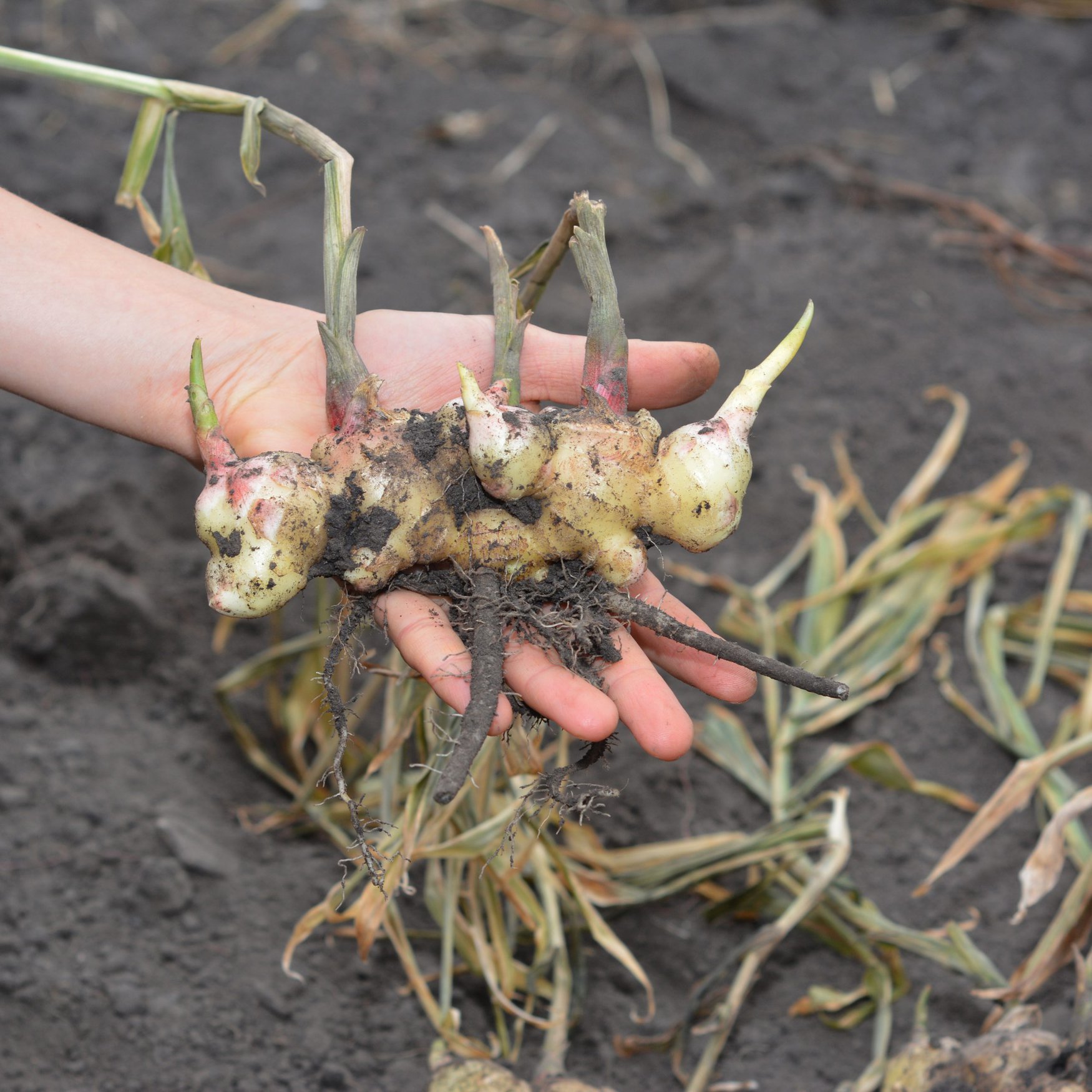 Nigeria allocates $1.2mn to aid ginger farmers amid blight epidemic