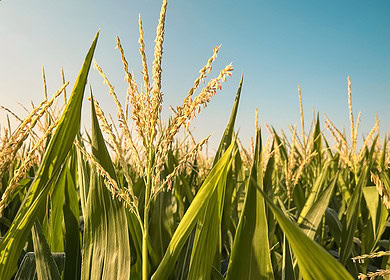 Pivot Bio ranked as one of World’s 50 Most Innovative Companies