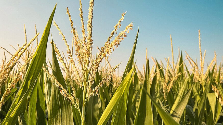 Pivot Bio ranked as one of World’s 50 Most Innovative Companies