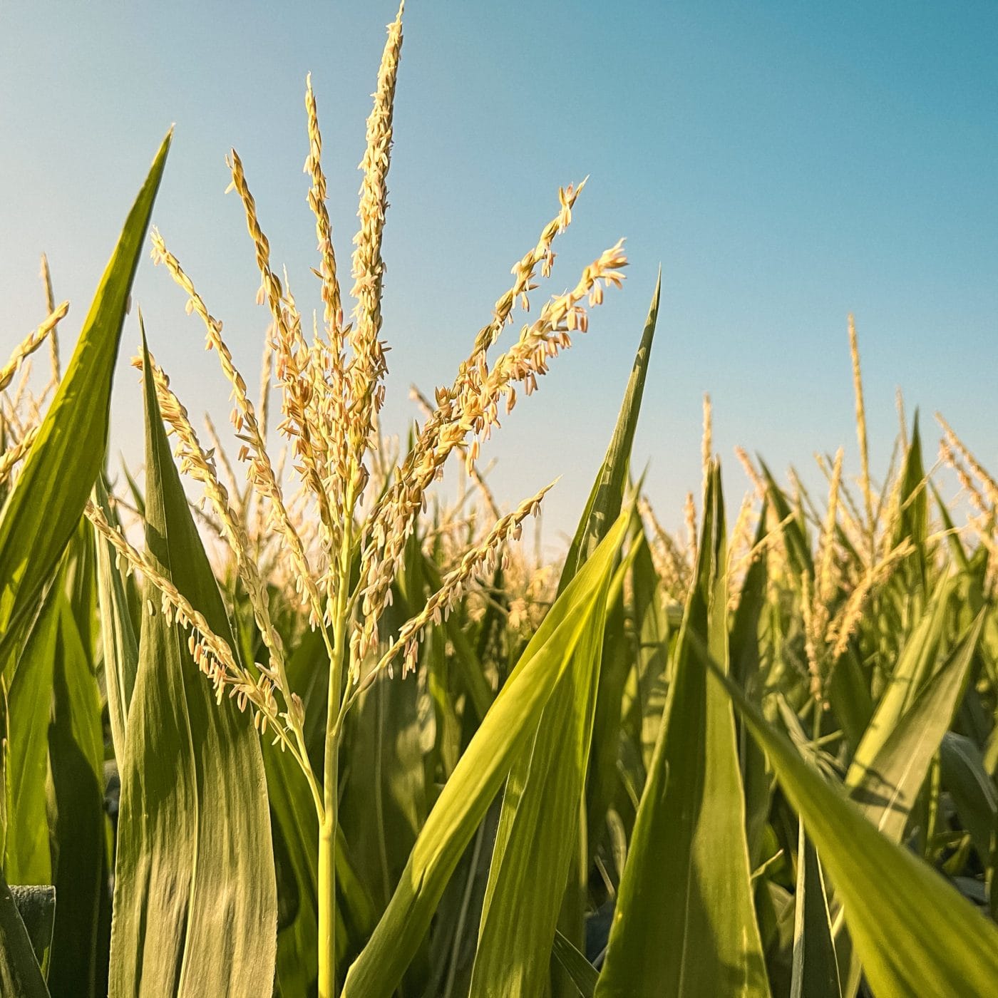 Pivot Bio ranked as one of World’s 50 Most Innovative Companies