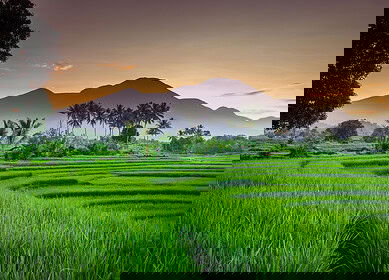 PT Pupuk Indonesia to invest $6.4bn in fertilizer plants