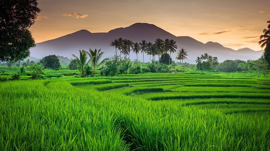 PT Pupuk Indonesia to invest $6.4bn in fertilizer plants