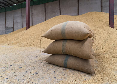 Indonesia faces record-high rice prices as El Niño intensifies