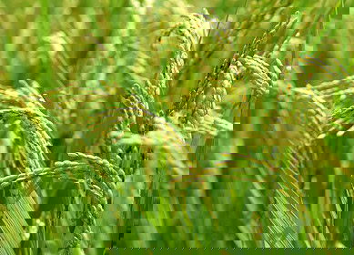 African Development Bank to support Indorama’s Nigeria expansion plans