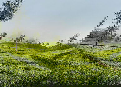 Sri Lanka to offer fertilizer subsidy for 2024 Yala season