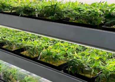 Agrify celebrates leafy green research breakthrough with University of Georgia