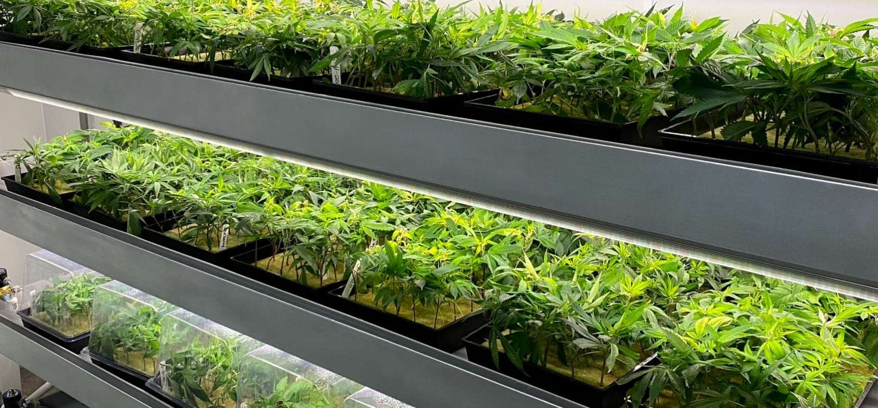 Agrify celebrates leafy green research breakthrough with University of Georgia