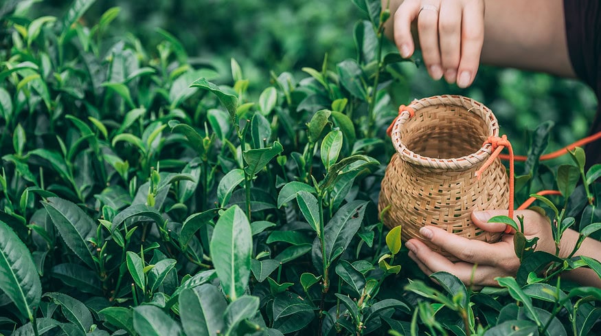 New technologies energize tea industry in China’s Guizhou Province