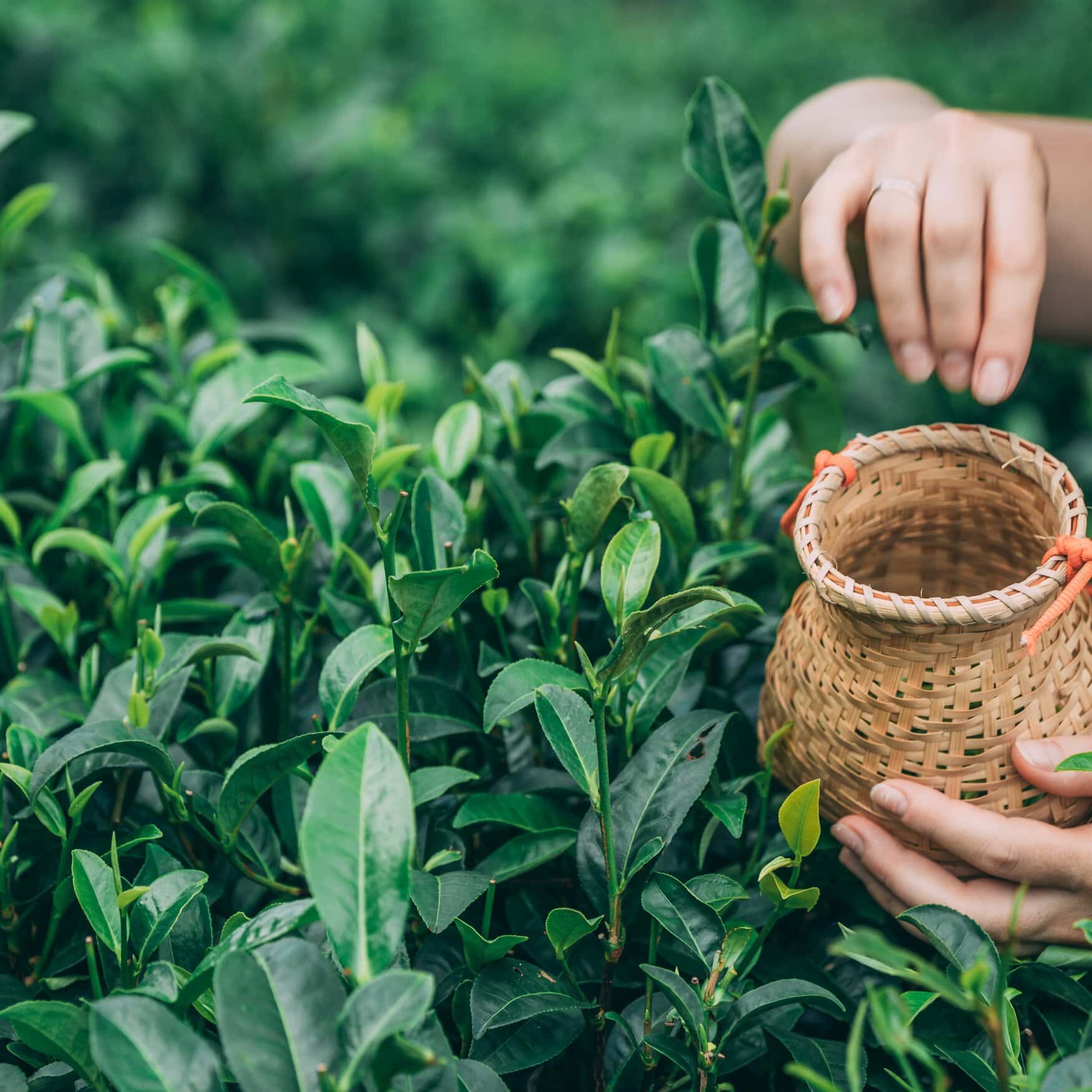 New technologies energize tea industry in China’s Guizhou Province