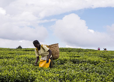 Canada pledges $7.3mn to boost Africa’s agricultural productivity