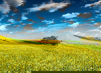 Bayer aims to launch first bioinsecticide for arable crops