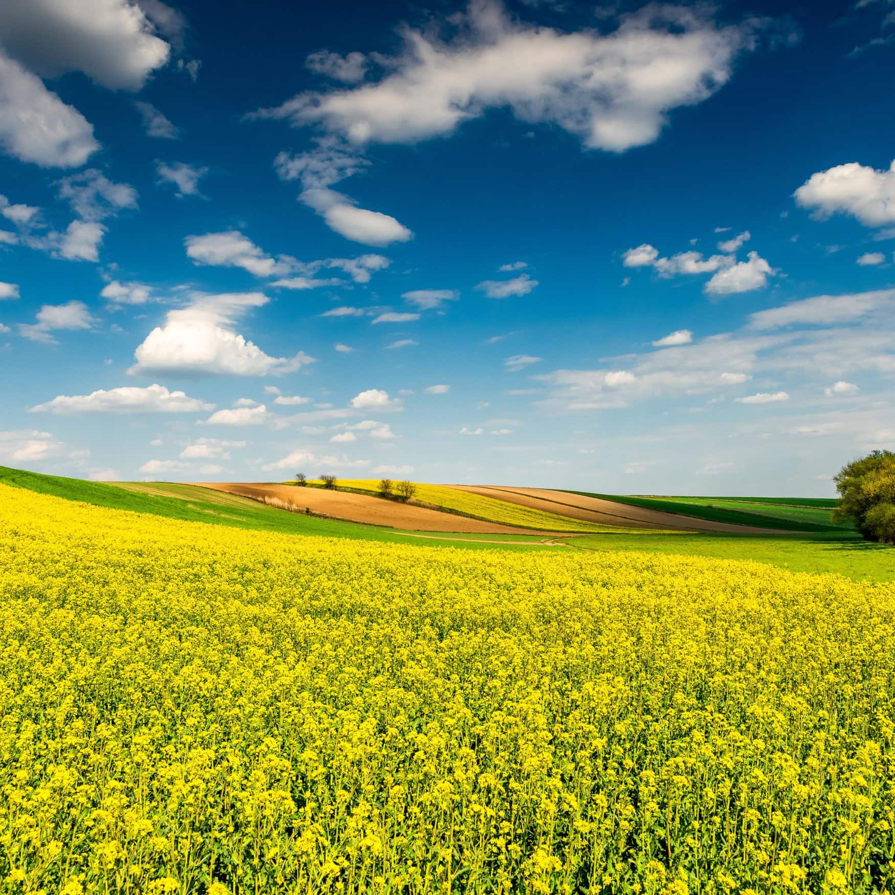 Bayer aims to launch first bioinsecticide for arable crops