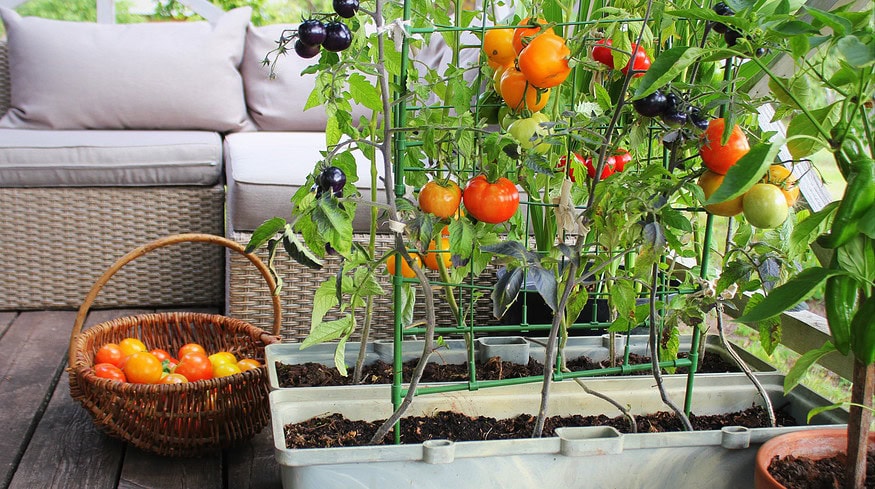 Urban gardeners can benefit from growing fruit in containers